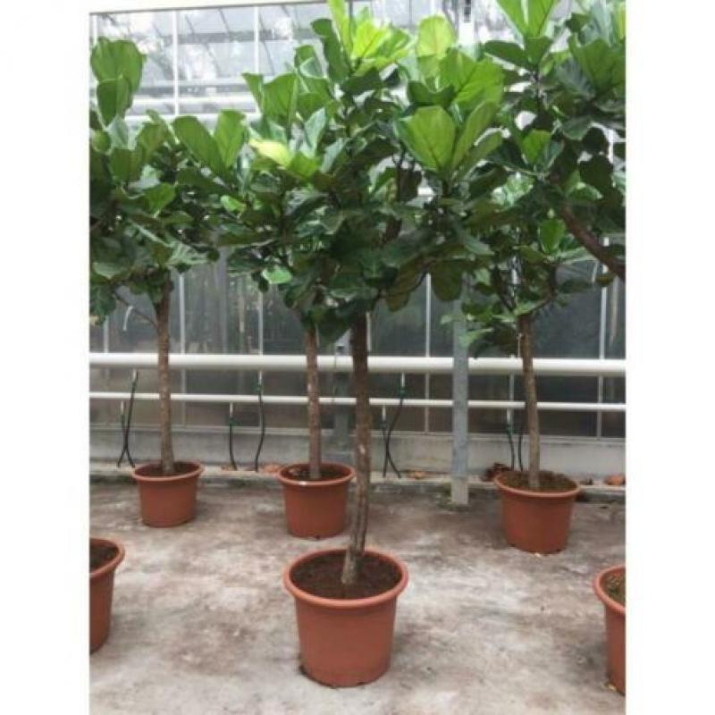 Ficus Lyrata - Vioolplant 265-275cm art31056