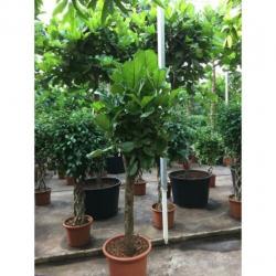 Ficus Lyrata - Vioolplant 265-275cm art31056