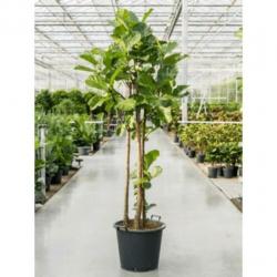 Ficus Lyrata - Vioolplant 265-275cm art31056