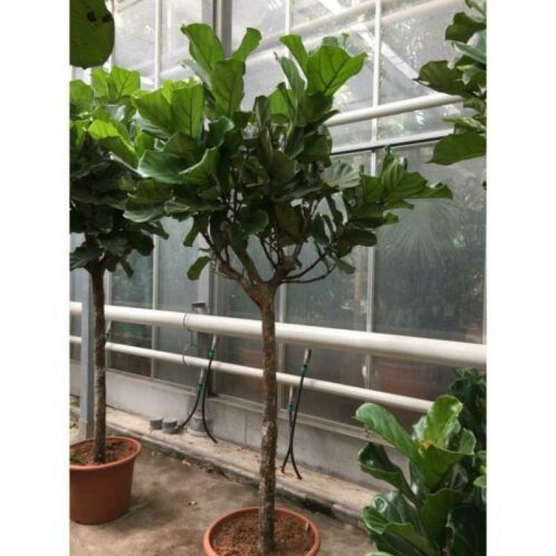 Ficus Lyrata - Vioolplant 265-275cm art31056