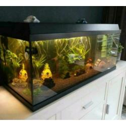 Compleet Juwel 1 meter aquarium. Evt met meubel